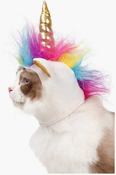 cat unicorn