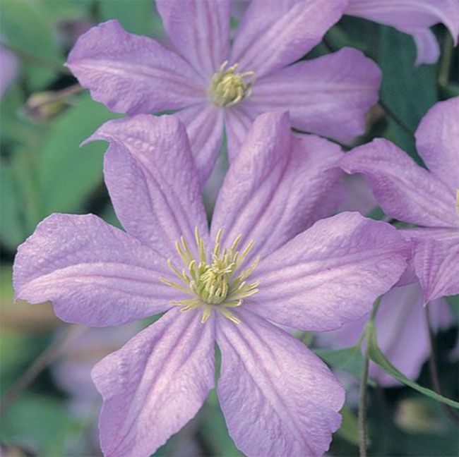 Prince Charles clematis