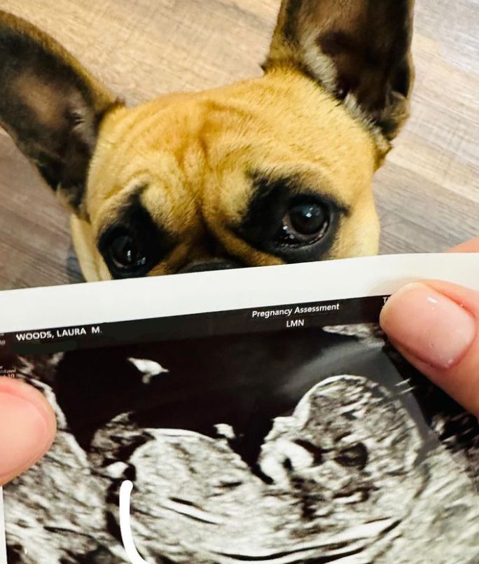 A dog looking at a baby scan photo