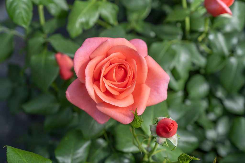 RHS Catherine's Rose