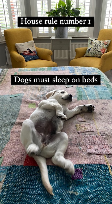 labrador dog led on bed with patchwork quilt 