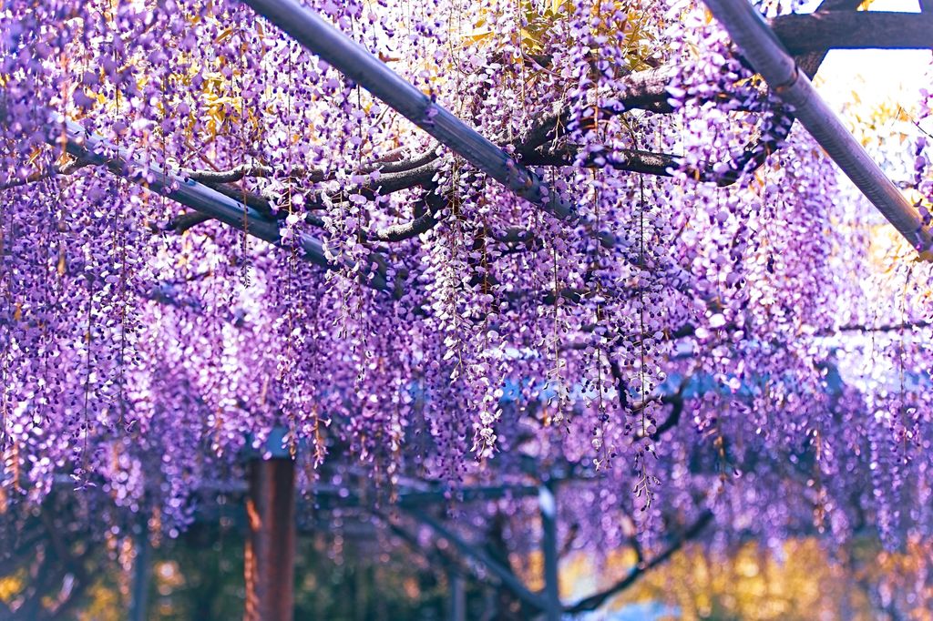 05/04.2017. Shisou, Hyogo ,Hapan