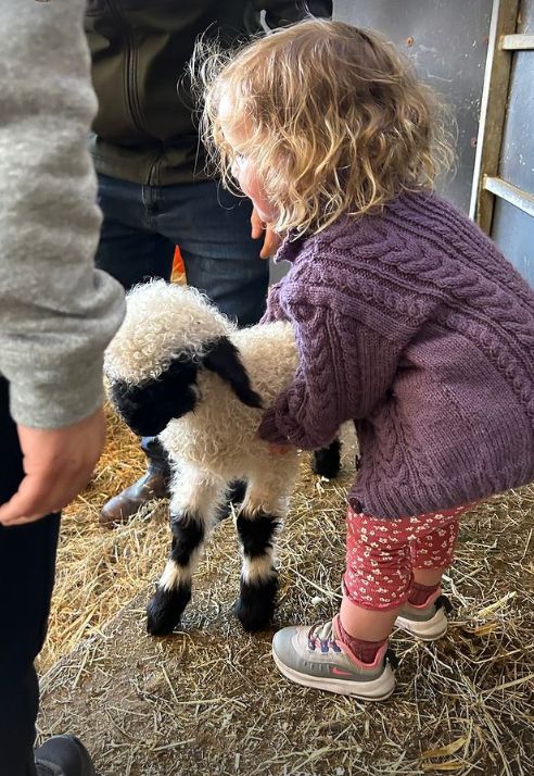 A young girl in a purple jumper next to a lamb