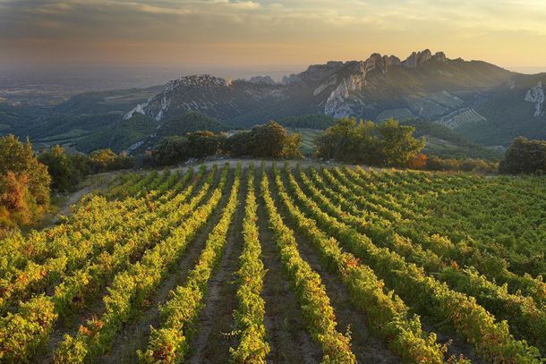 vineyard provence 