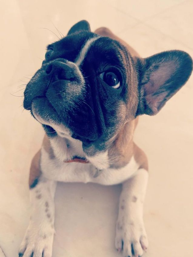 A brown and white French bulldog