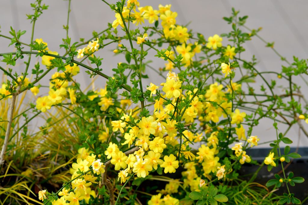 Jasminum nudiflorum, commonly called winter jasmine, is a trailing, viny shrub that grows from a central crown. As a shrub, it typically grows in a sprawling mound to 4â tall with arching branches, and spreads by trailing branches. As a vine, it typically grows to 10-15â. Willowy green stems are attractive in winter.