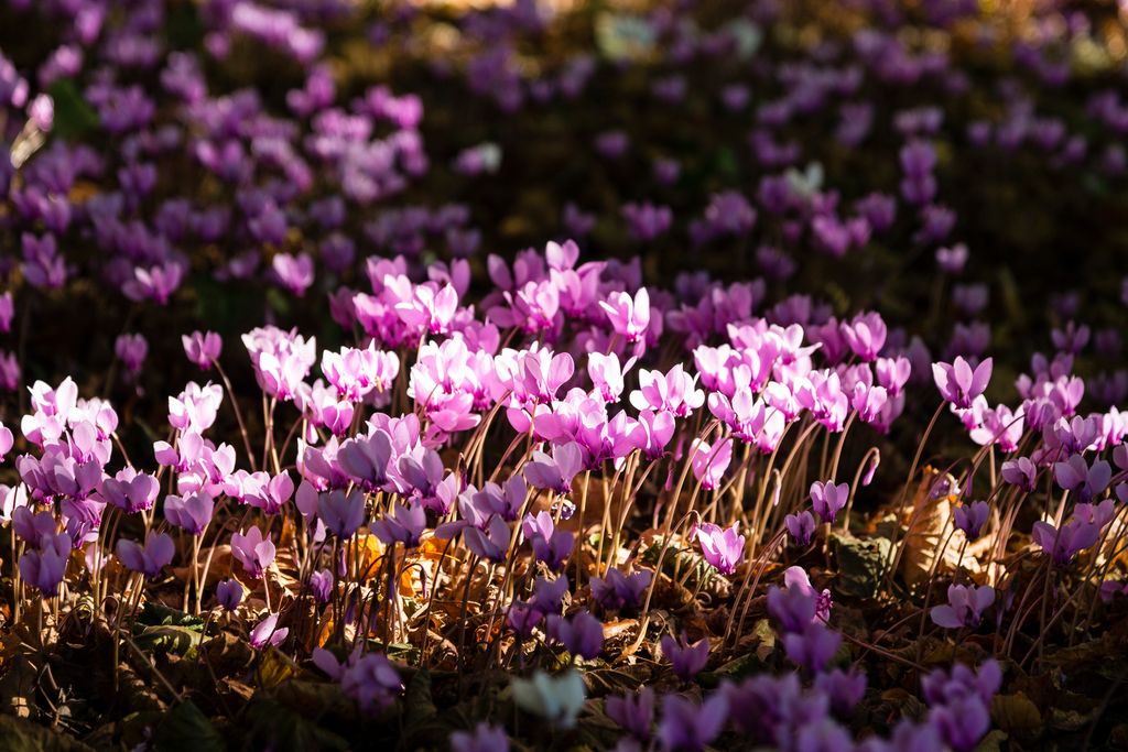 Pink flowering cyclamen in a undergrowth.