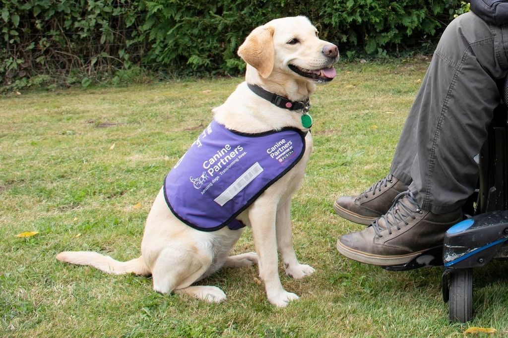 Assistance dog sitting in a field