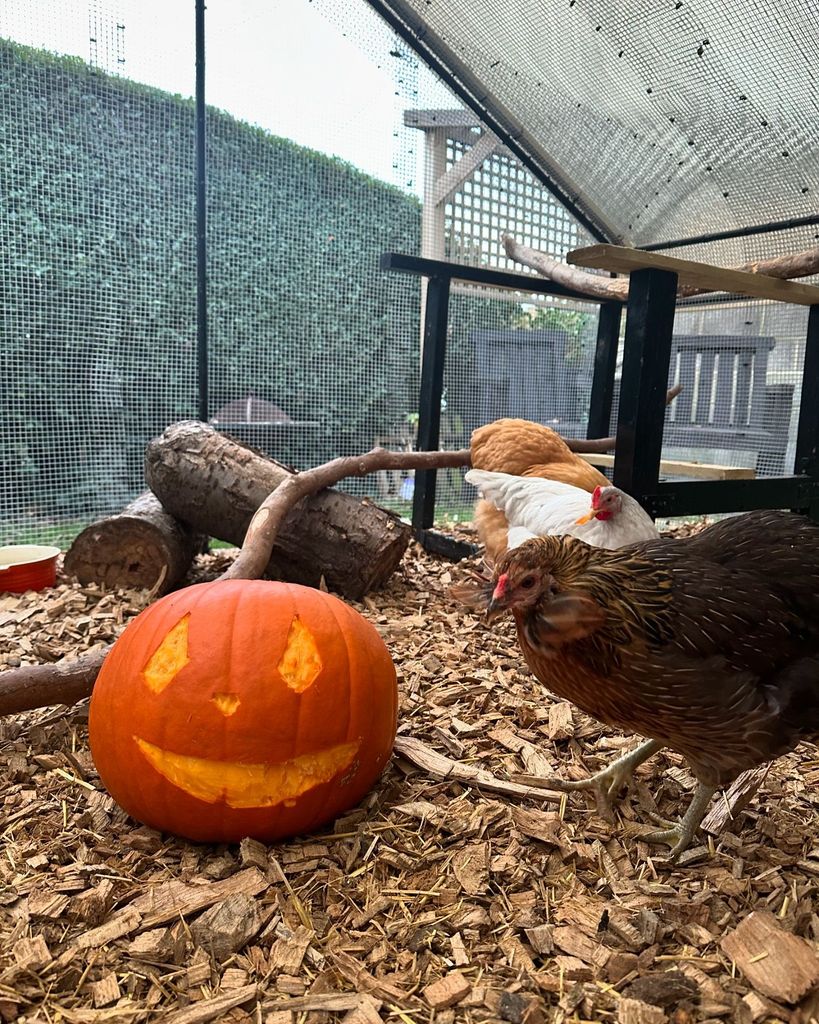 chicken coop with three hens