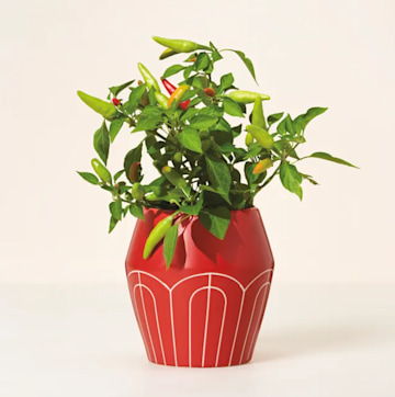 chilli pepper planter