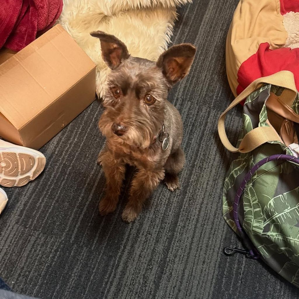 Dylan Dreyer's dog Bosco