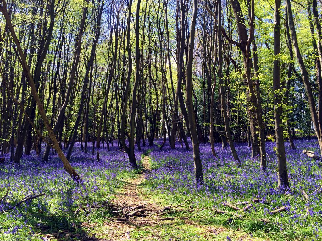 Bluebells growing wild in the woods, UK
