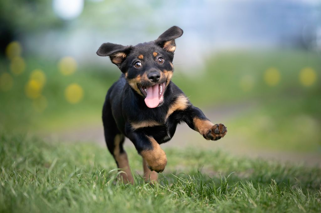 A happy puppy with a funny mouth expression runs on the spring grass. Outdoor photoA happy puppy with a funny mouth expression runs on the spring grass. Outdoor photo