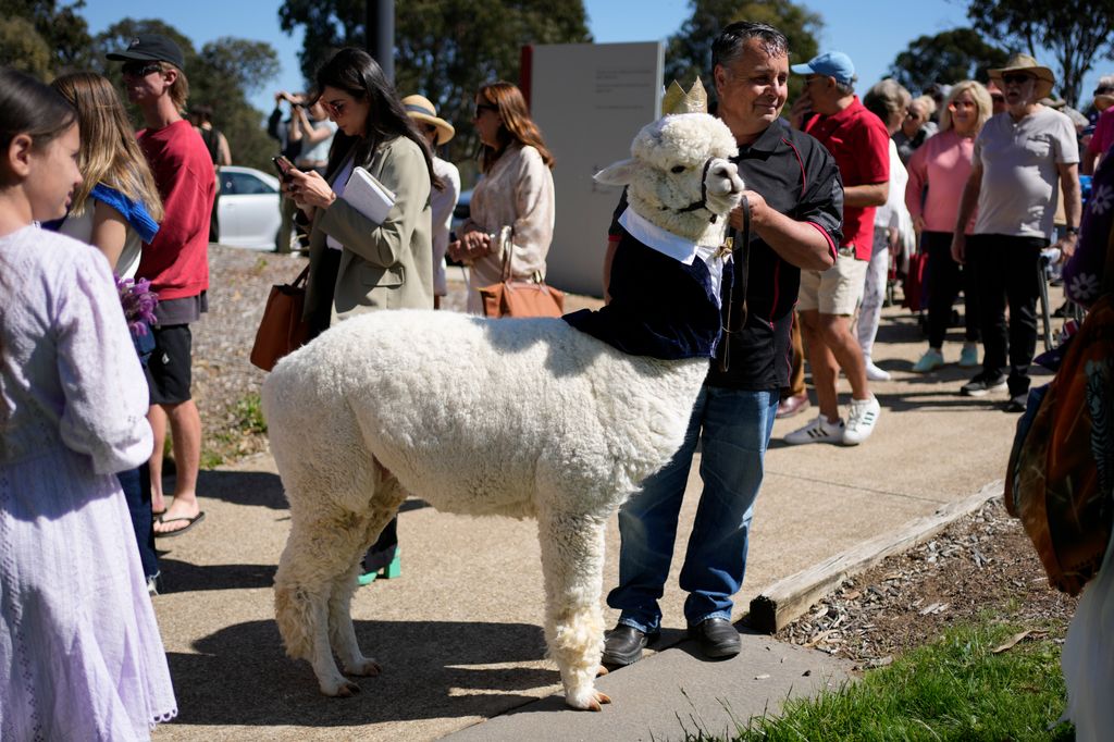  A royal supporter stands in line with his alpaca to get in to the Australian War Memorial ahead of King Charles III and Queen Camilla's visit 