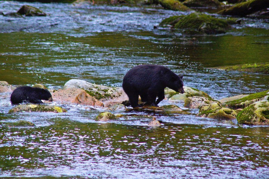A Kermode mother bear and cub in the Great Bear Rainforest in British Columbia