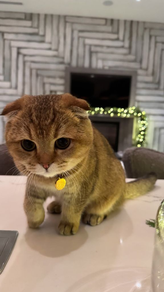 Kylie Jenner's new kitten