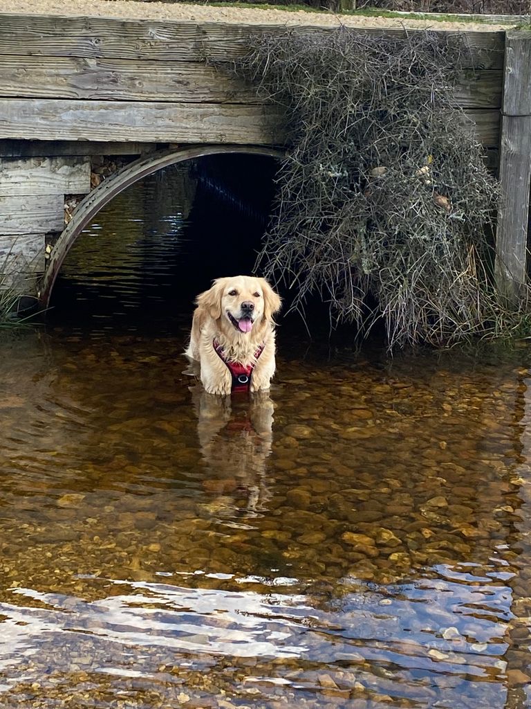 Golden retriever in the river