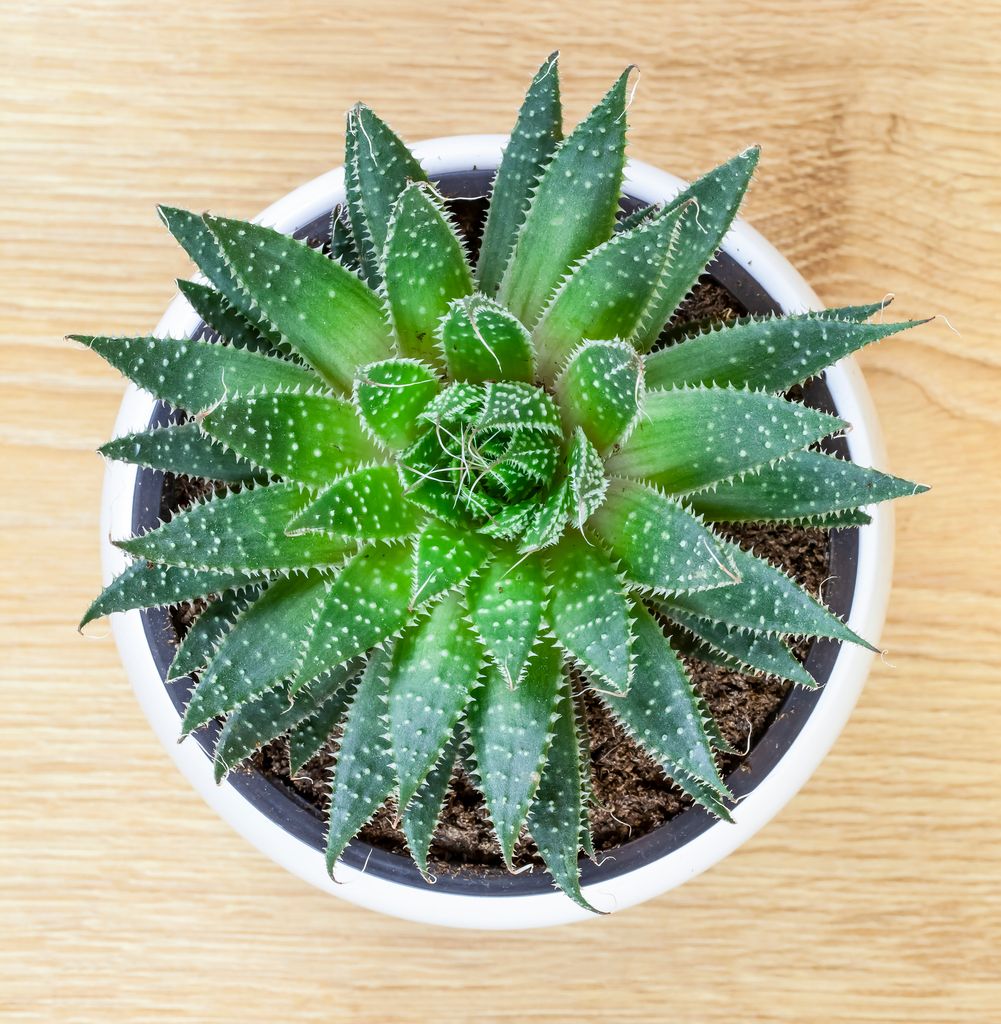 Close-up image of a Zebra Cactus (Haworthiopsis attenuata)