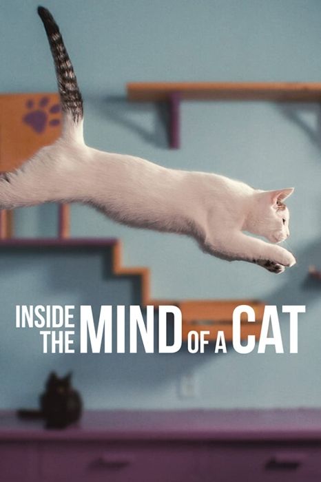 inside the mind cat