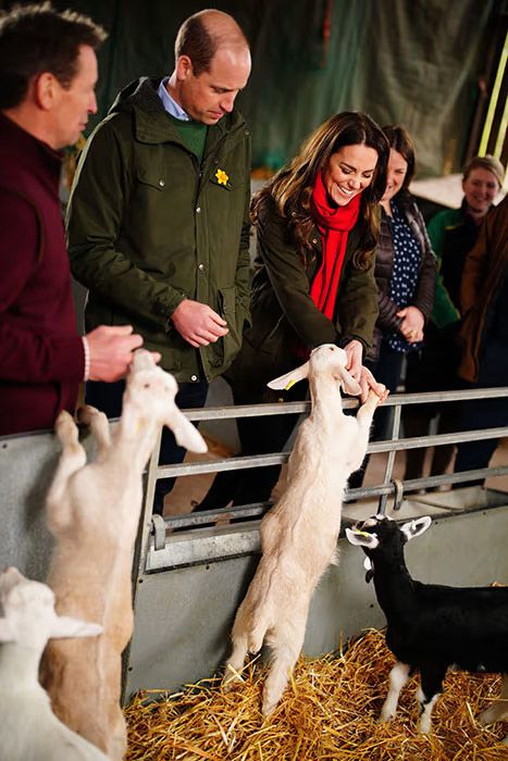 kate and william petting lambs at farm 