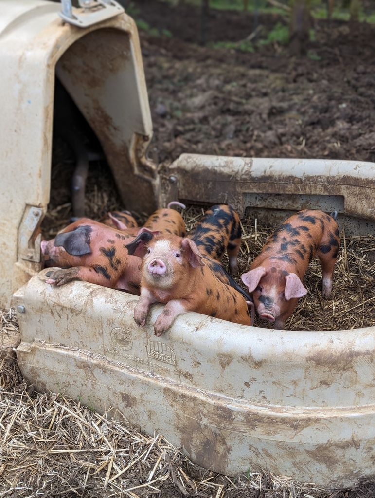 Diddly Squat's litter of piglets