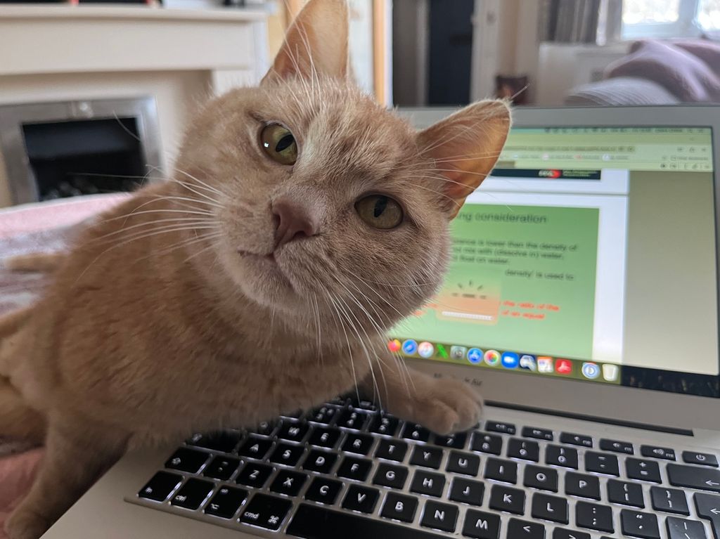 cat on laptop keyboard