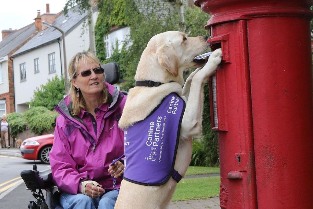 Assistance dogs posting letters into a postbox