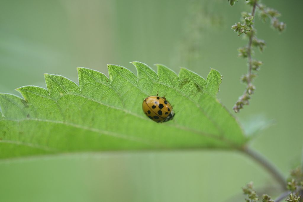 Harlequin ladybirds are an invasive species in the UK
