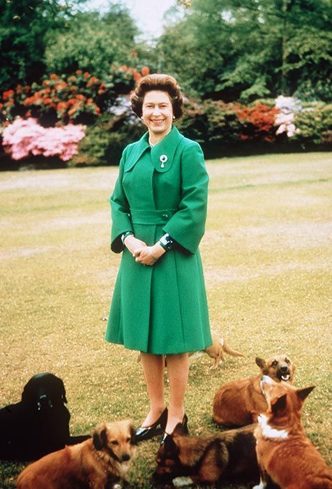 7 Queen Elizabeth corgis