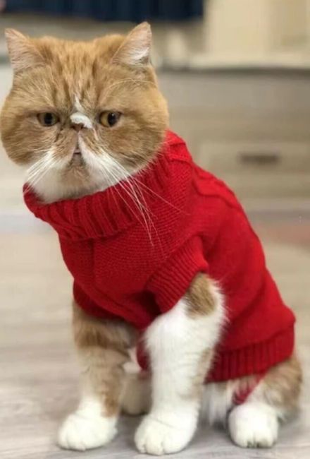 red christmas roll neck jumper for cats