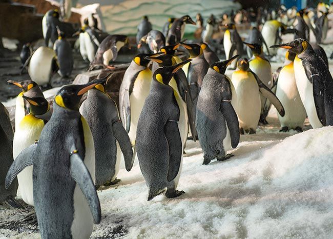 Seaworld penguins