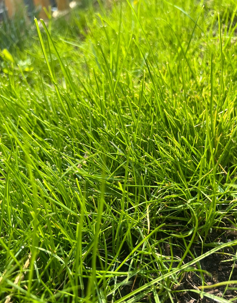 close up of green grass