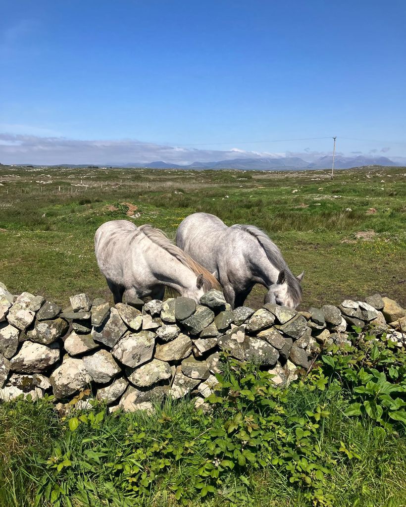 Photo of two ponies on the hills in Connemara, West Ireland 