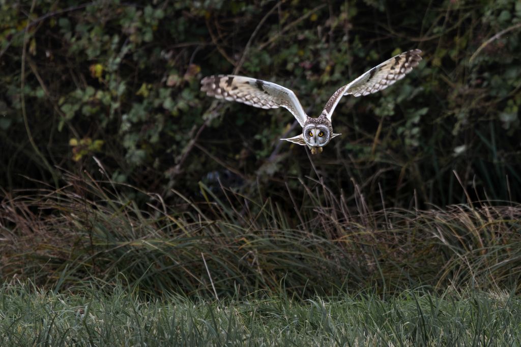 Short-eared Owls hunt during the daylight which makes for a one-in-a-lifetime spectacle if you are lucky to spot them.
