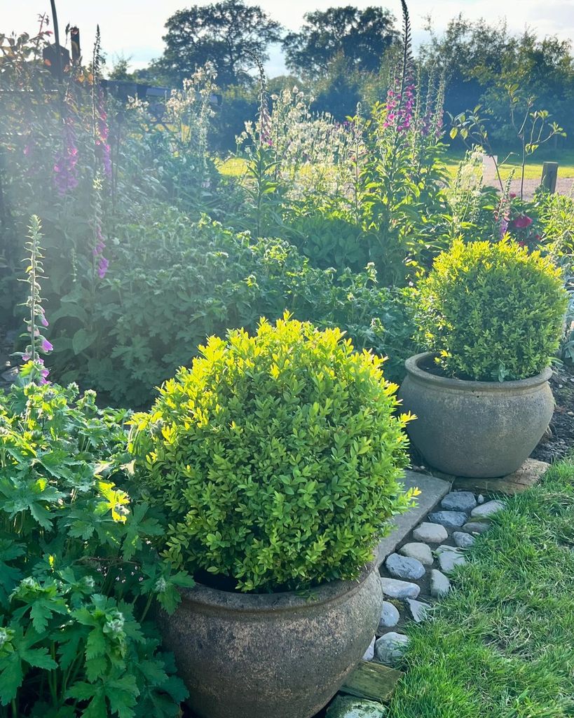 garden with bushes and big pots