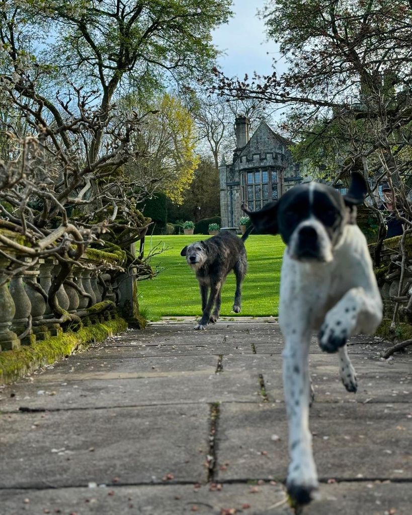 Trudie shared this photo of their dogs running through the garden