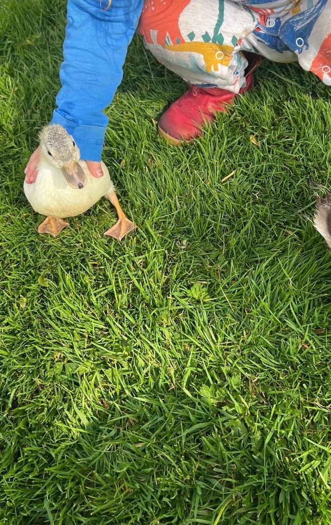 The Johnsons are raising some ducks