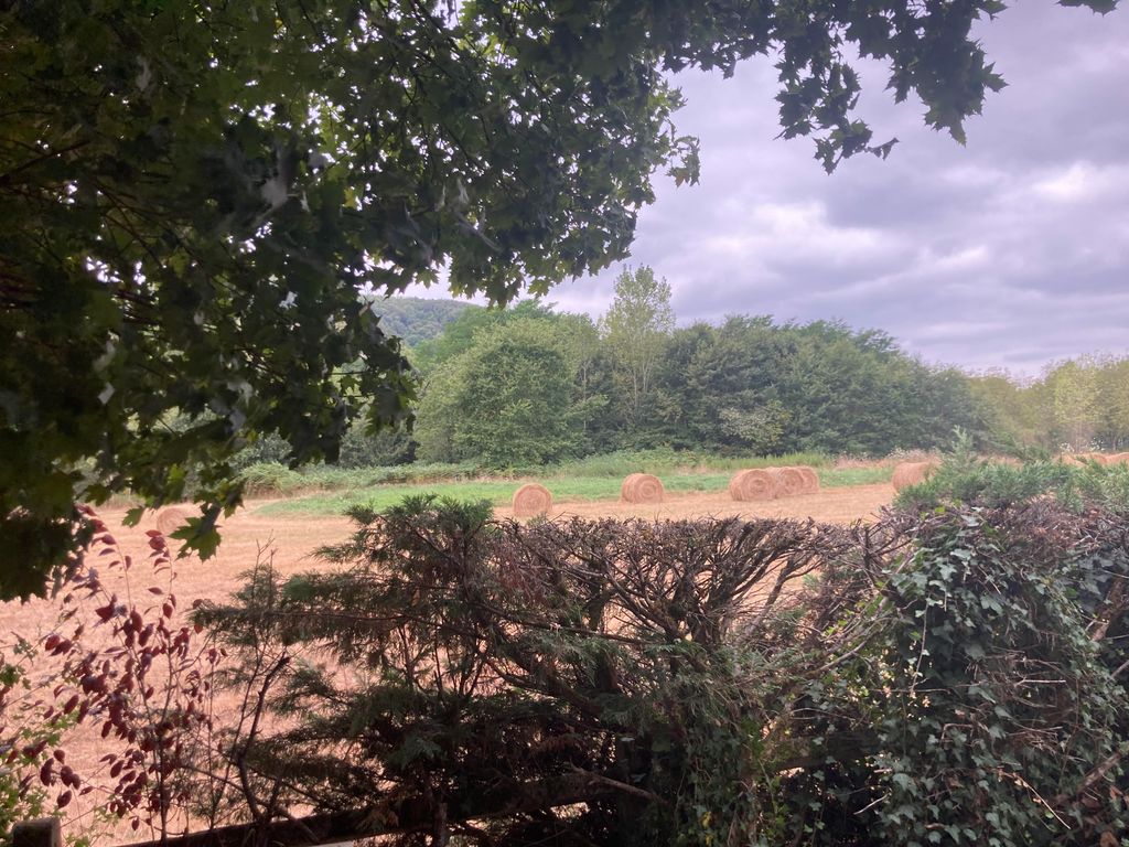 Trees framing a field with hay bales 