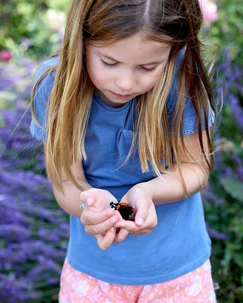 princess charlotte butterfly