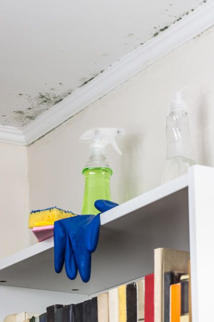 mould house cleaning