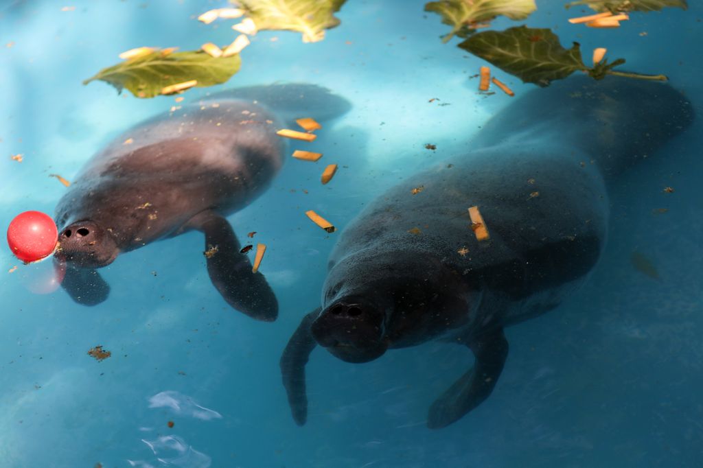 Rescued manatees are seen in a pool