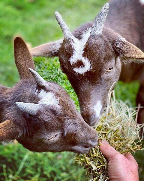 penny lancaster goats