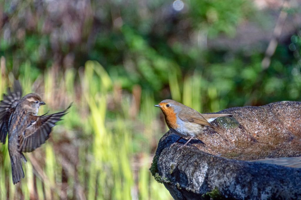Keep bird baths clean and filled with fresh water to help robins and other birds stay healthy and hydrated