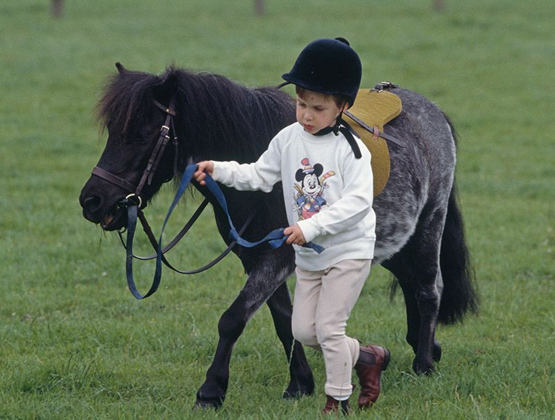 prince william pony