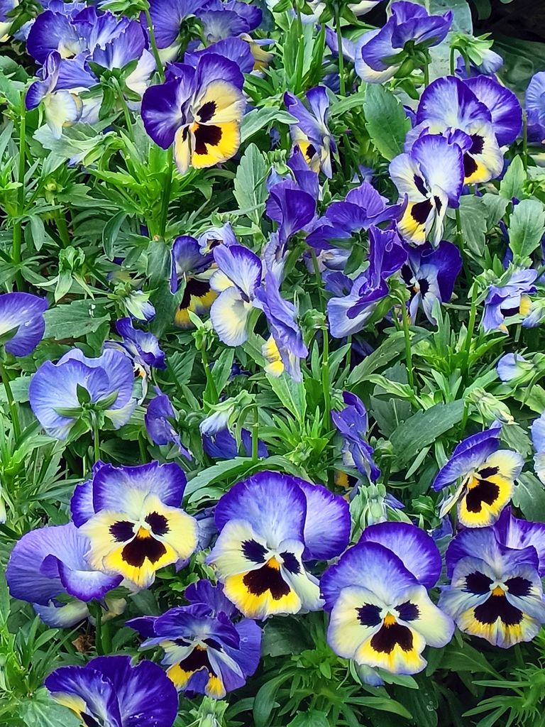 Viola cornuta plant, known as horned pansy