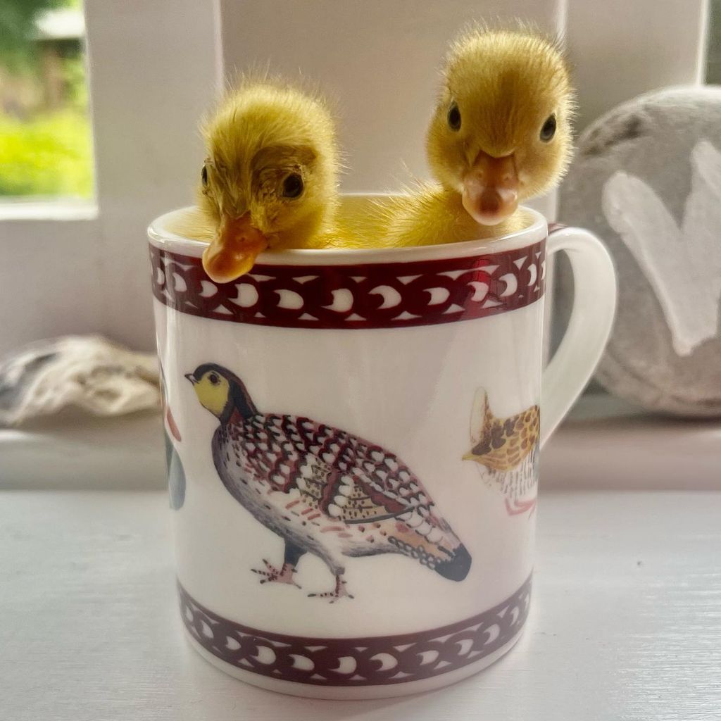 A photo of two ducklings in a teacup