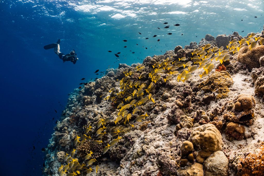 snorkeler under the water looking at a reef with surrounding small fish