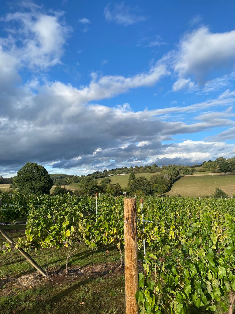 The vineyards at Forest Barn Holidays