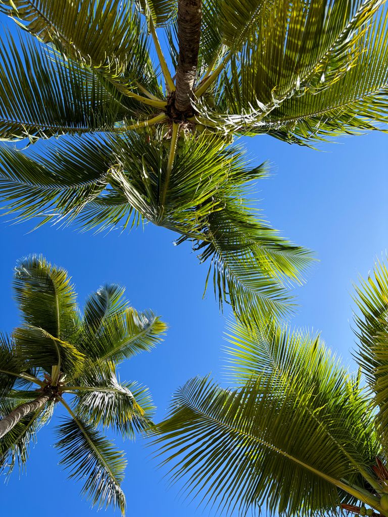 Palm trees in Saint Lucia