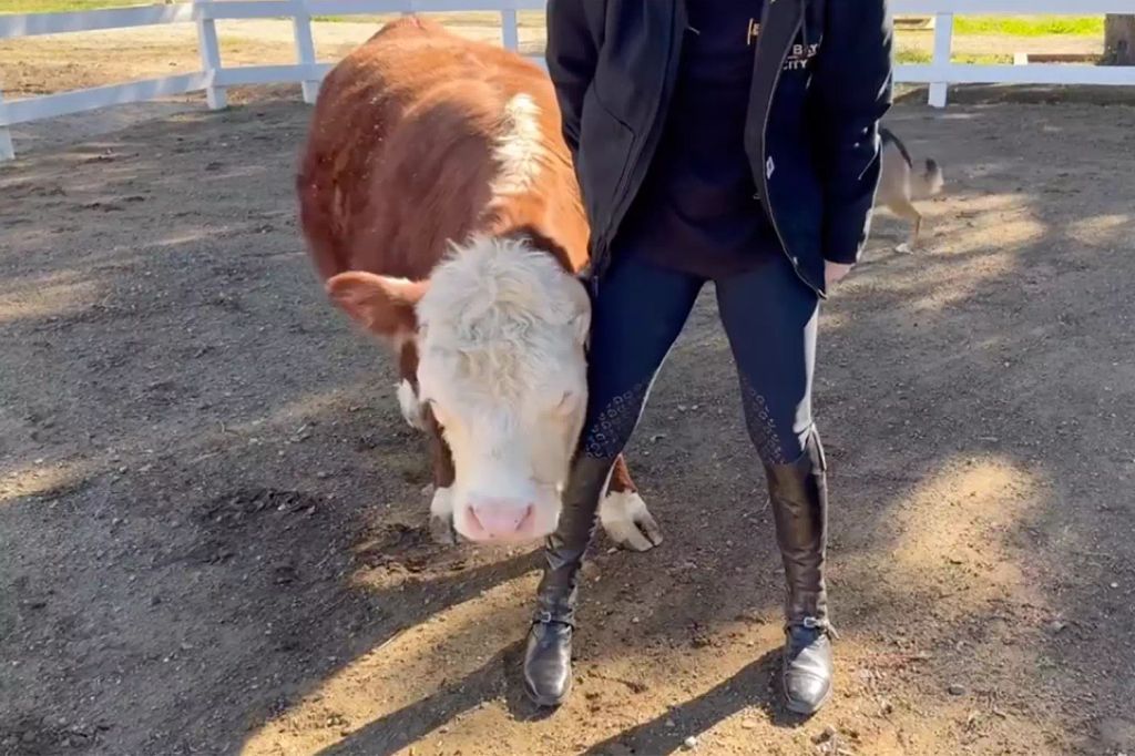 Kaley introduces her new family member: Connie the pet cow